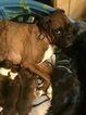 Small Photo #1 Boxer Puppy For Sale in COATSVILLE, MO, USA