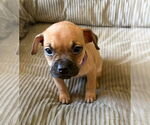 Small #1 French Bullhuahua