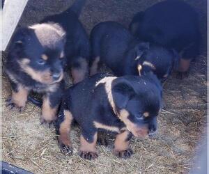 Rottweiler Puppy for sale in MAPLE HILL, NC, USA