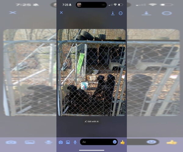 Medium Photo #3 Border Collie-Unknown Mix Puppy For Sale in Aurora, IN, USA