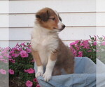 Small Photo #15 Shetland Sheepdog Puppy For Sale in ATHENS, WI, USA
