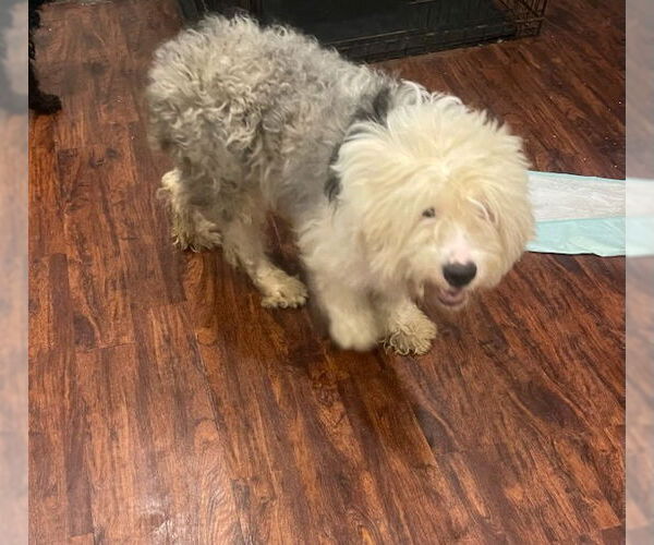 Medium Photo #1 Old English Sheepdog Puppy For Sale in Tenafly, NJ, USA