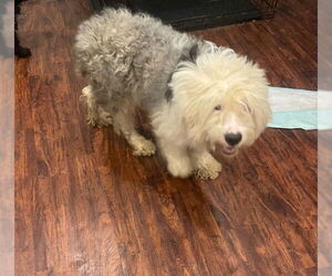 Old English Sheepdog Dogs for adoption in Tenafly, NJ, USA