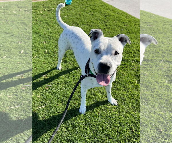 Medium Photo #2 American Staffordshire Terrier-Unknown Mix Puppy For Sale in phoenix, AZ, USA