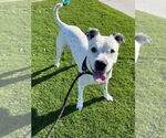 Small #1 American Staffordshire Terrier Mix
