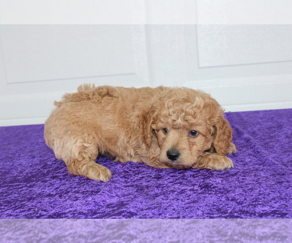Medium Photo #7 Goldendoodle (Miniature) Puppy For Sale in BLOOMINGTON, IN, USA