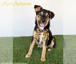 Small #4 Australian Shepherd Mix