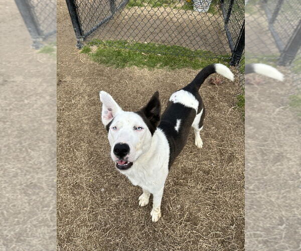 Medium Photo #8 Siberian Husky-Unknown Mix Puppy For Sale in Evansville, IN, USA