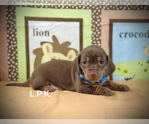 Dachshund Puppy for sale in WINNSBORO, LA, USA
