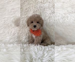 Poodle (Toy) Puppy for sale in JEFFERSONVILLE, IN, USA