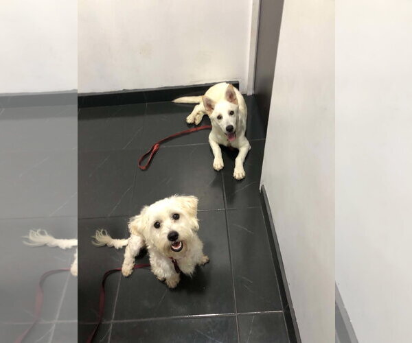 Medium Photo #3 Maltese-Unknown Mix Puppy For Sale in Escondido, CA, USA