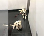Small #2 Maltese Mix