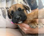 Small Labrador Retriever Mix