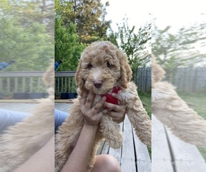 Goldendoodle (Miniature) Puppy for sale in LAWRENCEVILLE, GA, USA