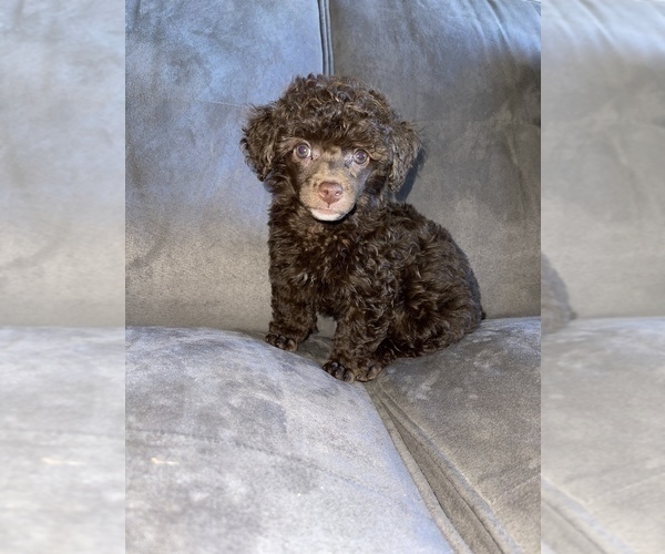Medium Photo #9 Poodle (Toy) Puppy For Sale in HAYWARD, CA, USA