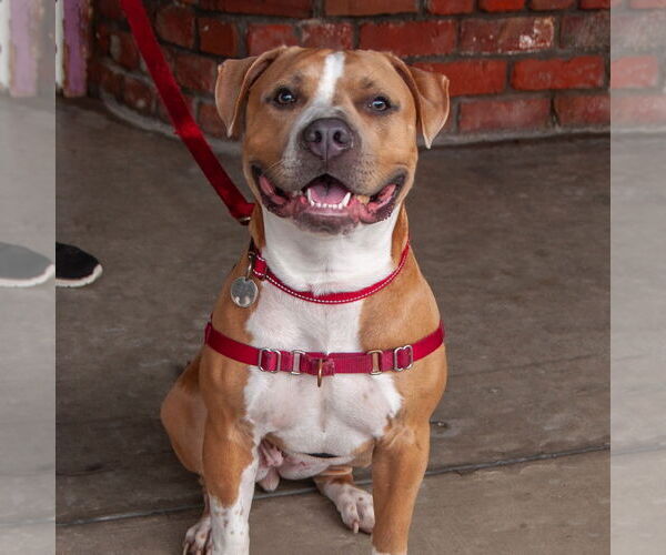Medium Photo #2 Staffordshire Bull Terrier-Unknown Mix Puppy For Sale in San Jose, CA, USA