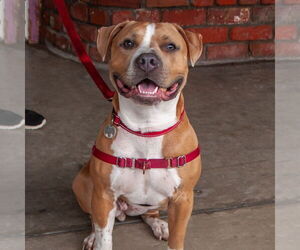 Nilla - Female American Pit Bull Terrier Dog for Adoption - Photo #2