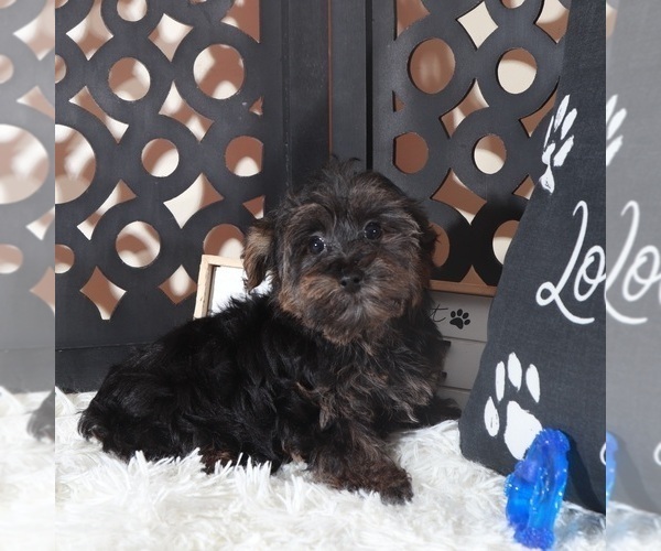 Medium Photo #3 YorkiePoo Puppy For Sale in MOUNT VERNON, OH, USA