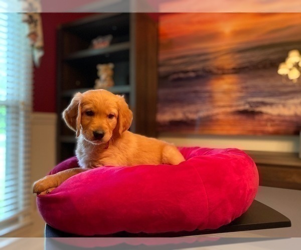 Medium Photo #13 Golden Retriever Puppy For Sale in SANFORD, NC, USA