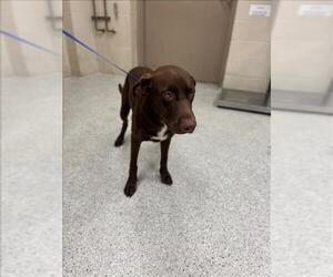 Labrador Retriever-Unknown Mix Dogs for adoption in Conroe, TX, USA