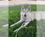 Small #4 Siberian Husky