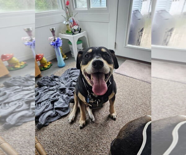 Medium Photo #4 Labrador Retriever-Unknown Mix Puppy For Sale in Boston, MA, USA