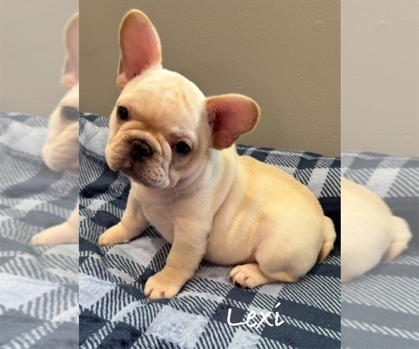 Medium Photo #5 French Bulldog Puppy For Sale in WILLIAMSVILLE, MO, USA