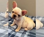 Small #4 French Bulldog