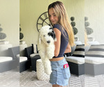 Puppy Nat Sheepadoodle