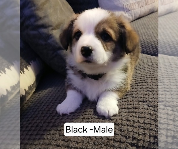 Medium Photo #1 Pembroke Welsh Corgi Puppy For Sale in REDKEY, IN, USA