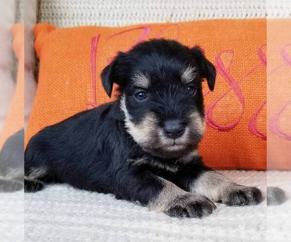 Medium Photo #2 Schnauzer (Miniature) Puppy For Sale in MILLERSBG, PA, USA