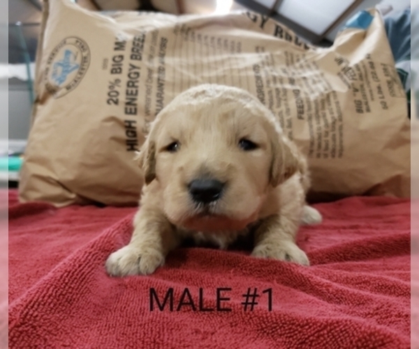 Medium Photo #6 Goldendoodle Puppy For Sale in CLARKSVILLE, TX, USA
