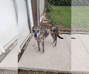 Catahoula Leopard Dog Dogs for adoption in Maquoketa, IA, USA