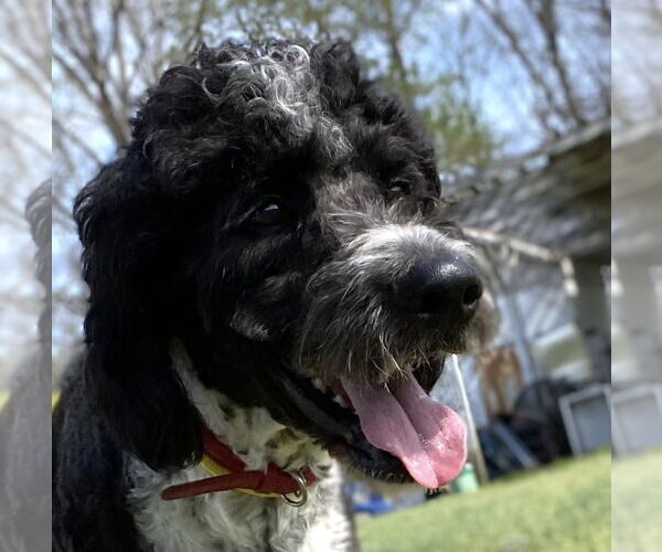 Medium Photo #3 Aussiedoodle Puppy For Sale in Pacolet, SC, USA