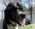 Small #2 Aussiedoodle