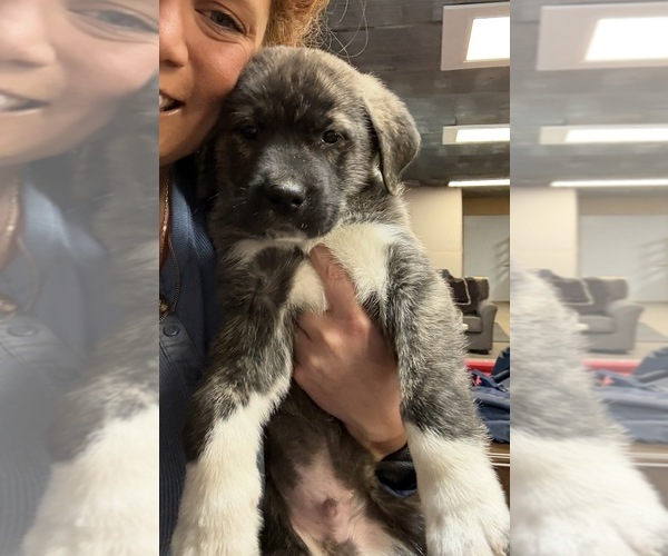 Medium Photo #3 Cane Corso Puppy For Sale in KEWADIN, MI, USA