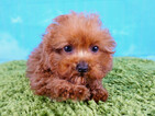 Small Photo #1 Poodle (Toy) Puppy For Sale in LA MIRADA, CA, USA