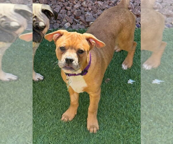 Medium Photo #3 Mutt Puppy For Sale in Las Vegas, NV, USA