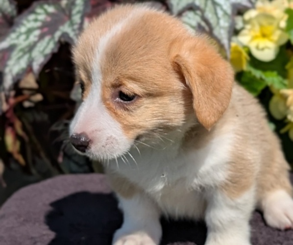 Medium Photo #30 Pembroke Welsh Corgi Puppy For Sale in GOSHEN, IN, USA