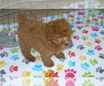 Small Photo #5 Poodle (Miniature) Puppy For Sale in ORO VALLEY, AZ, USA