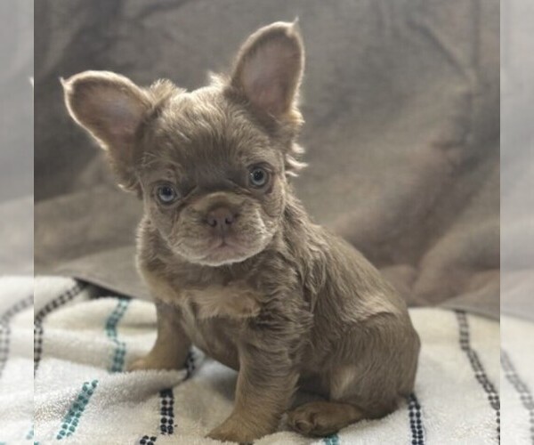 Medium Photo #14 French Bulldog Puppy For Sale in DACULA, GA, USA