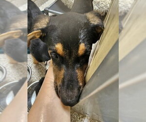 German Shepherd Dog-Unknown Mix Dogs for adoption in Pueblo, CO, USA