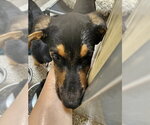 Small German Shepherd Dog Mix