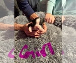 Puppy Puppy 4 Boston Terrier