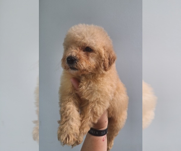 Medium Photo #1 Poodle (Toy) Puppy For Sale in PALM BAY, FL, USA