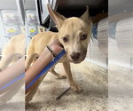 Small American Pit Bull Terrier-Siberian Husky Mix