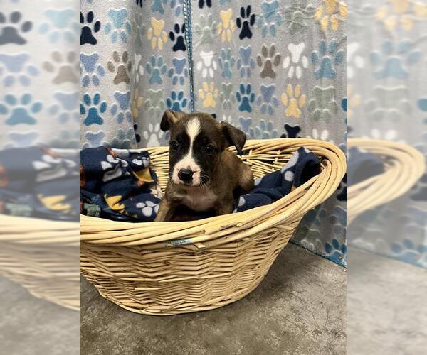 Medium Photo #1 Chihuahua Puppy For Sale in Rosenberg, TX, USA