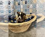 Small Chihuahua