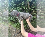 Small #1 Cane Corso