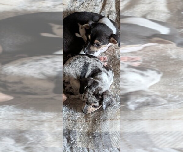 Medium Photo #1 Chiweenie Puppy For Sale in CAMANO ISLAND, WA, USA